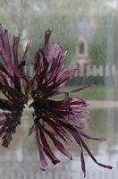 Cjp_2015_04_29_101257.jpg