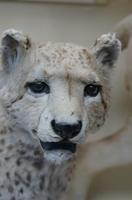 Cjp_2015_04_29_105708.jpg