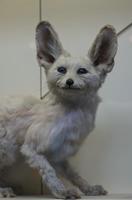 Cjp_2015_04_29_105738.jpg