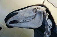 Cjp_2015_04_29_110205.jpg