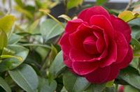 Cjp_2015_04_29_134248.jpg