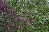 Cjp_2015_04_29_153320.jpg