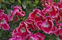 Cjp_2015_05_01_074650.jpg
