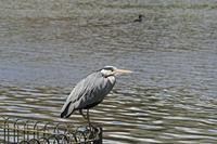 Cjp_2015_05_01_135726.jpg
