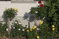 Cjp_2015_05_30_054342.jpg