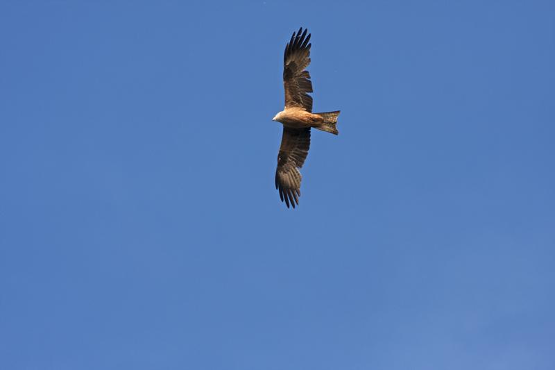 Cjp_2015_05_31_172520.jpg