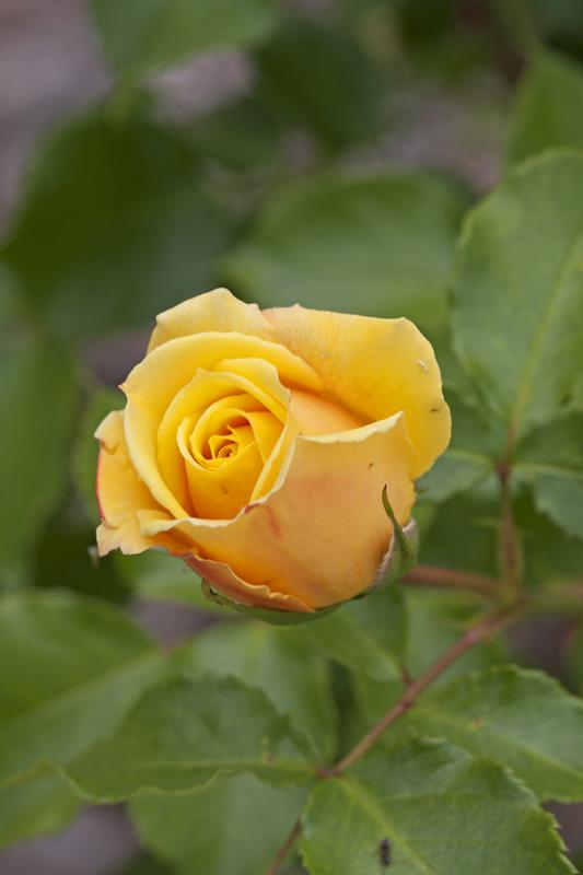 Cjp_2015_06_01_113008.jpg