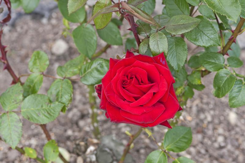 Cjp_2015_06_01_141012.jpg