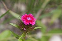 Cjp_2015_06_01_112516.jpg