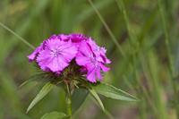 Cjp_2015_06_01_112526.jpg