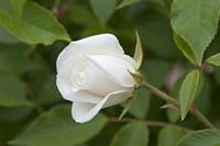 Cjp_2015_06_01_113050.jpg