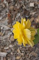 Cjp_2015_06_01_113128.jpg