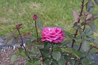 Cjp_2015_06_01_140952.jpg