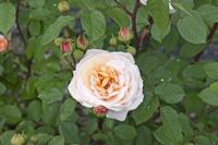 Cjp_2015_06_01_141002.jpg