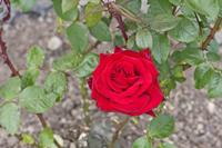 Cjp_2015_06_01_141012.jpg