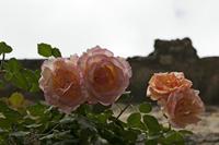 Cjp_2015_06_01_154824.jpg