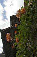 Cjp_2015_06_01_154836.jpg