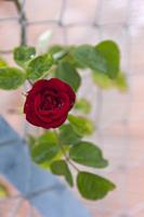 Cjp_2015_06_01_155046.jpg
