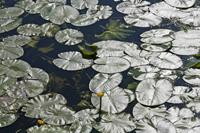 Cjp_2015_06_02_152256.jpg