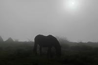 Cjp_2015_11_08_083658.jpg