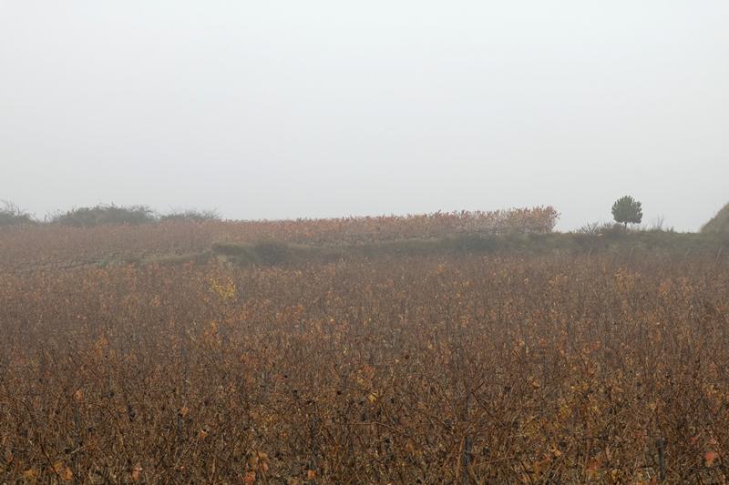 Cjp_2015_11_09_082706.jpg