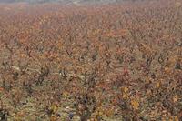 Cjp_2015_11_09_083232.jpg