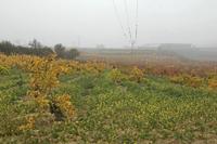 Cjp_2015_11_09_083856.jpg