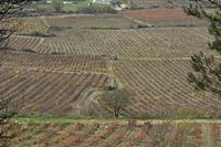 Cjp_2015_11_09_122102.jpg