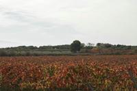 Cjp_2015_11_09_134148.jpg