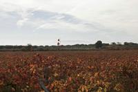 Cjp_2015_11_09_134214.jpg