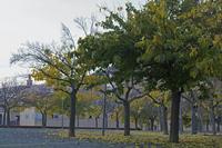 Cjp_2015_11_09_165028.jpg