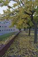Cjp_2015_11_09_165202.jpg