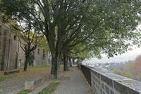 Cjp_2015_11_10_102524.jpg