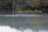 Cjp_2015_11_21_161750.jpg