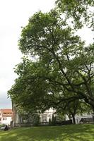 Cjp_2016_06_12_073500.jpg