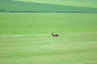 Cjp_2016_06_12_175520.jpg