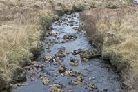 Cjp_2017-03-30_165230.jpg
