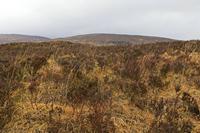 Cjp_2017-03-31_084014.jpg