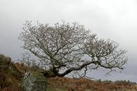 Cjp_2017-03-31_085430.jpg