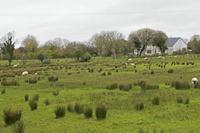 Cjp_2017-04-03_090110.jpg