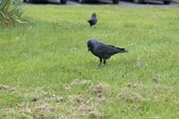 Cjp_2017-04-05_085040.jpg