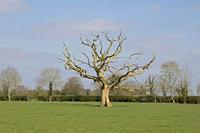 Cjp_2017-04-07_135242.jpg