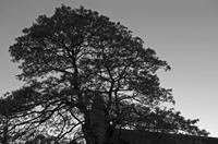 Cjp_2017-04-07_182722_NB.jpg