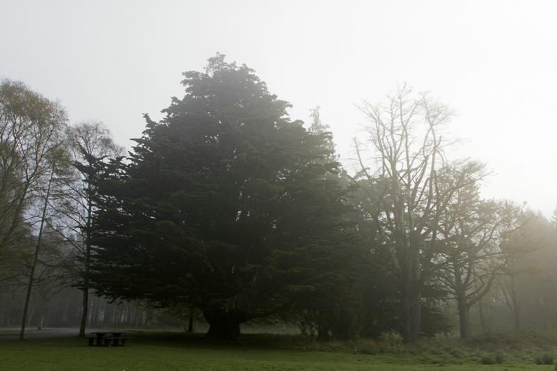 Cjp_2017-04-08_070054.jpg