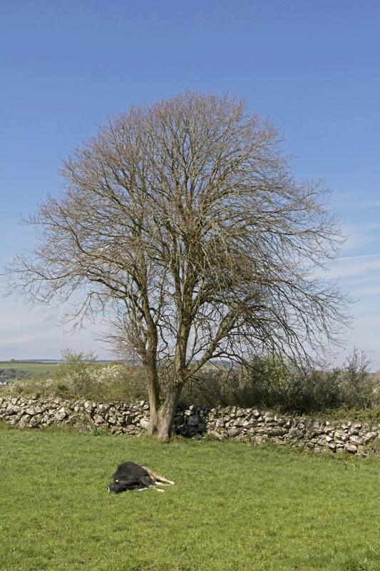 Cjp_2017-04-08_125232.jpg