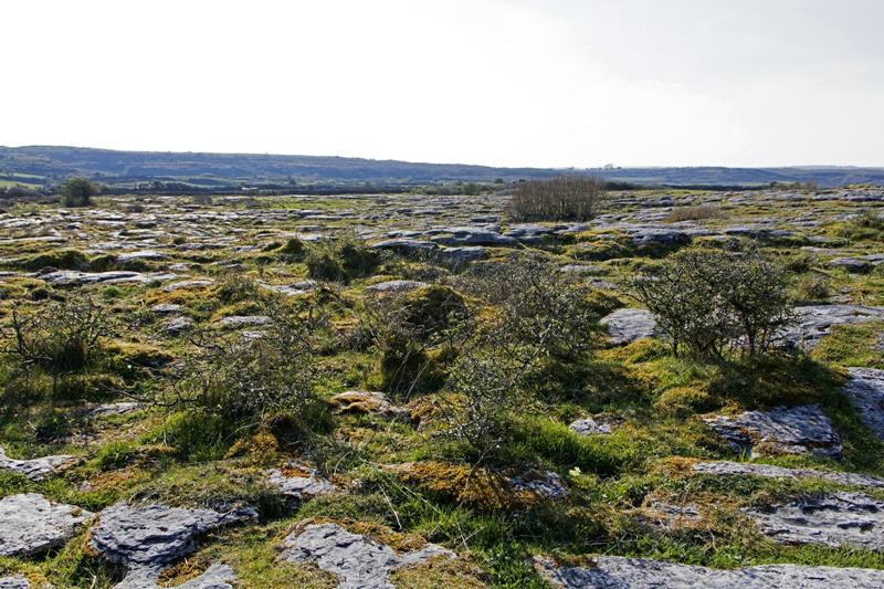 Cjp_2017-04-08_162146.jpg