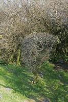 Cjp_2017-04-08_162026.jpg