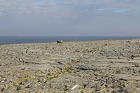 Cjp_2017-04-09_082752.jpg