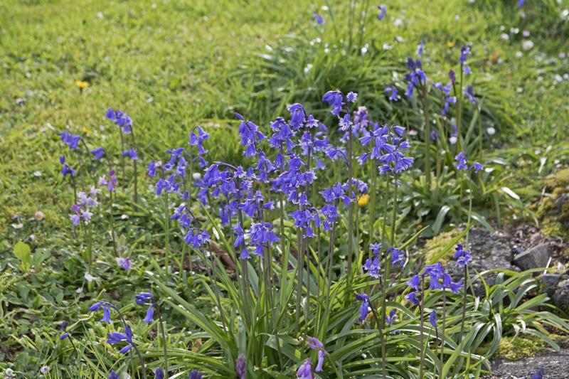 Cjp_2017-04-18_083910.jpg