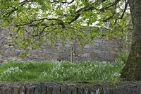 Cjp_2017-04-19_064910.jpg